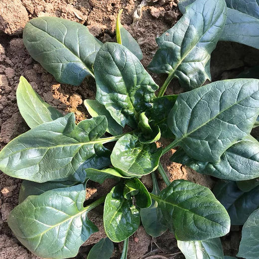 有机矮脚红根趴地菠菜，每年这个季节才有，个头矮小，口感清甜鲜！产量不高，市面上很难买到！一份1斤 商品图3