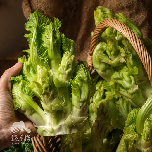 生态儿菜（抱子芥） | 绿家自产 * Eco-children food | Self-production 商品图3