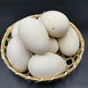【深山泉土鹅蛋】谷物喂养❗营养又好吃😋☀️晒过日光浴的土鹅蛋🥚营养更加丰富哦❗️
农家散养，自由生长与山林间，吃的是五谷杂粮🌾营养价值很高！2斤以上，8个 商品缩略图1