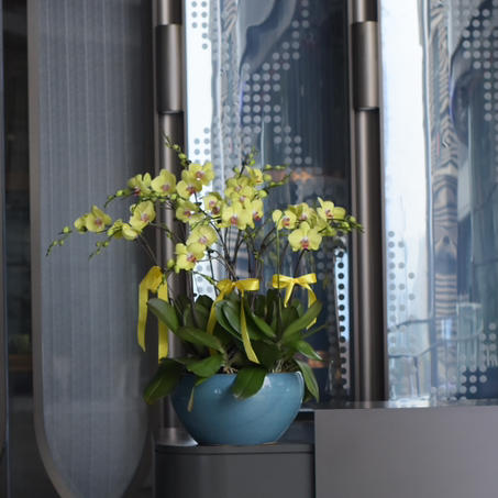 春节年宵花蝴蝶兰盆栽025款15株大花 商品图3