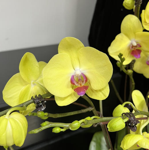 春节年宵花蝴蝶兰盆栽025款15株大花 商品图5