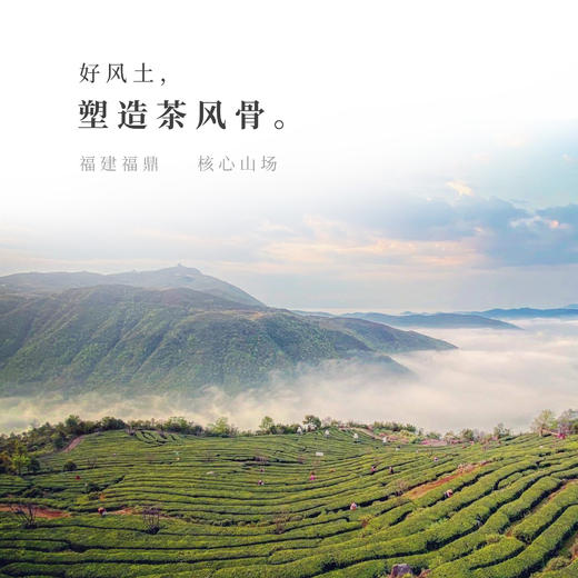 【观山社】十年陈福鼎老寿眉50g 商品图4