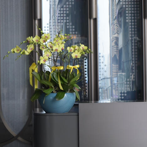 春节年宵花蝴蝶兰盆栽025款15株大花 商品图4