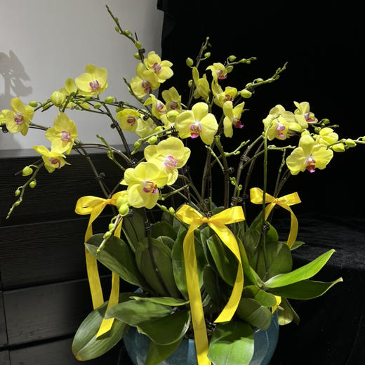 春节年宵花蝴蝶兰盆栽025款15株大花 商品图2