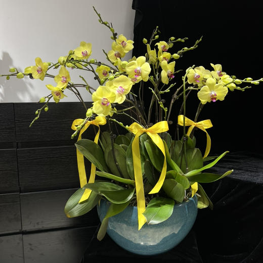 春节年宵花蝴蝶兰盆栽025款15株大花 商品图0