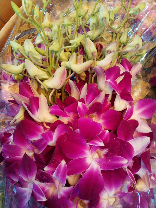 泰国花材-【洋兰】紫 商品图1