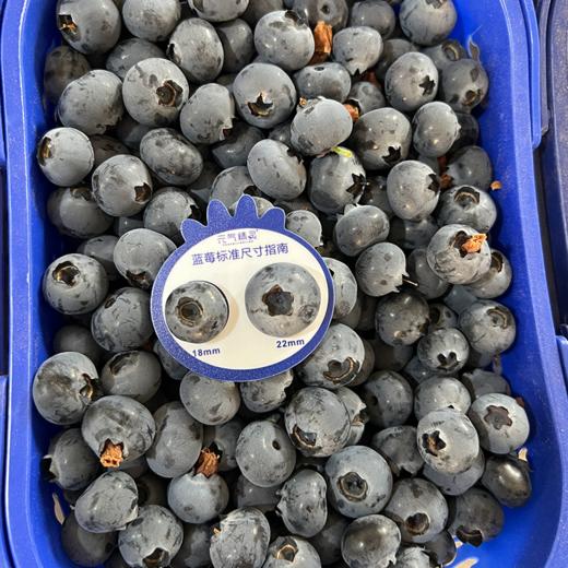 #顺丰空运# 国产云南高原湖畔 精品纯甜蓝莓 绿色原生态颗颗饱满 粒粒爆甜 新鲜水果 商品图1