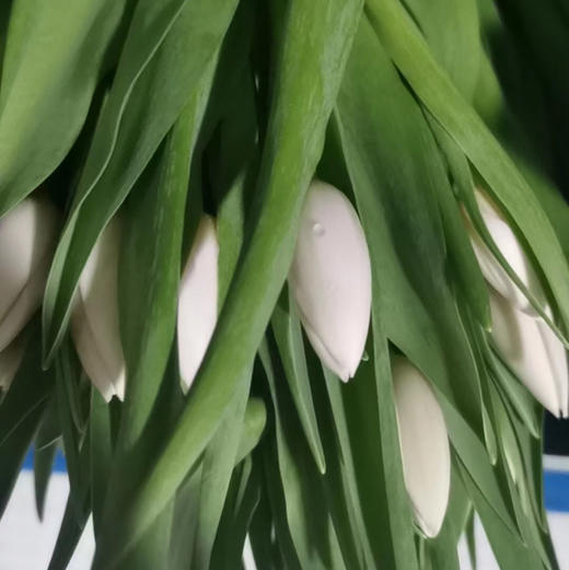 郁金香.白色（银元） 商品图0