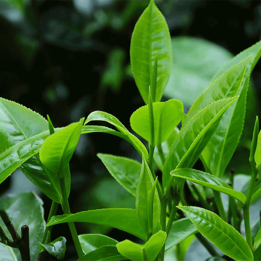 2024春茶-古500系列-坝歪冰岛甜普洱生茶饼200克/饼 前100名买5送1 商品图3