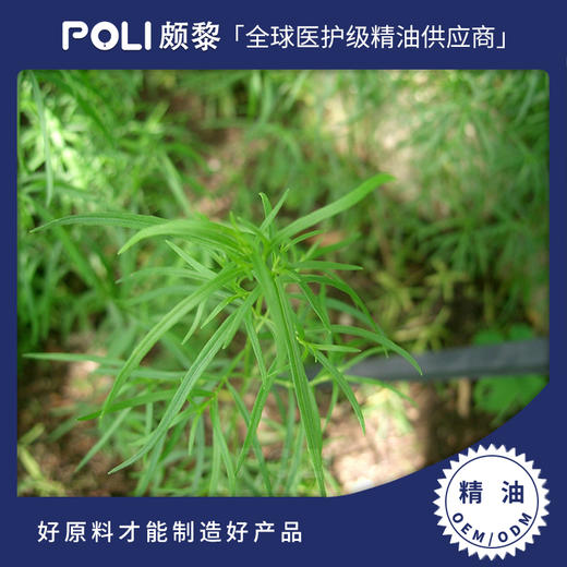 法国进口龙艾精油原料进口龙艾精油颇黎法国进口面部身体护肤护理精油 商品图0