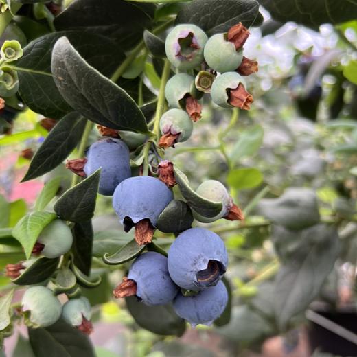 #顺丰空运# 国产云南高原湖畔 精品纯甜蓝莓 绿色原生态颗颗饱满 粒粒爆甜 新鲜水果 商品图3