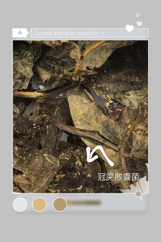 湖南安化野生金花茯砖黑茶 商品图1
