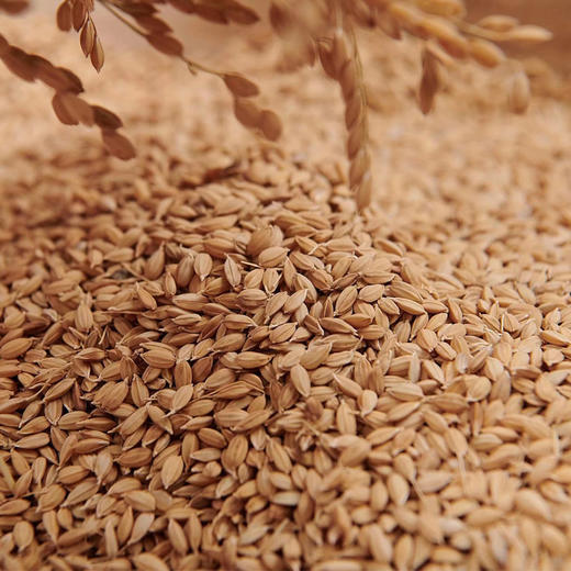 淳北时光 延边大米 淳吉装 5kg（非抽真空） 商品图3