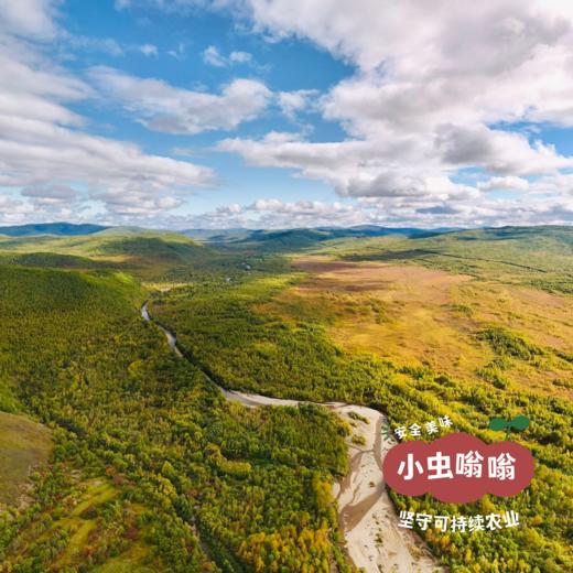 野生蒲公英根 50g | 合作农友生产，产自黑龙江大兴安岭，生产者：金鹏 &【公平贸易农人定价】 商品图4