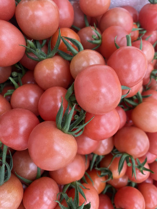 现货绿番茄西红柿小番茄新鲜2斤礼盒 商品图9