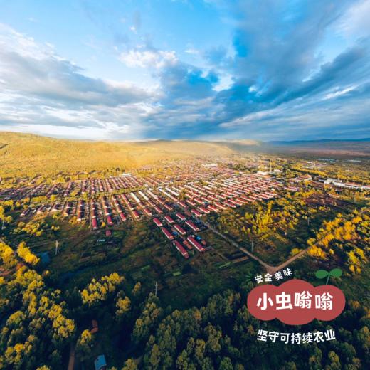 野生蒲公英根 50g | 合作农友生产，产自黑龙江大兴安岭，生产者：金鹏 &【公平贸易农人定价】 商品图6