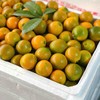 【金桔】正宗广西融安脆皮金桔（大果），纯甜无酸，水分足，老少皆宜，人肺、胆经，理气解郁！ 商品缩略图0
