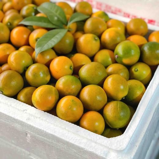 【金桔】正宗广西融安脆皮金桔（大果），纯甜无酸，水分足，老少皆宜，人肺、胆经，理气解郁！ 商品图0