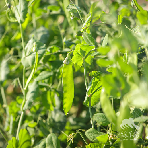 生态荷兰豆 | 绿家自产 * Eco-snow pea | Self-production 商品图1