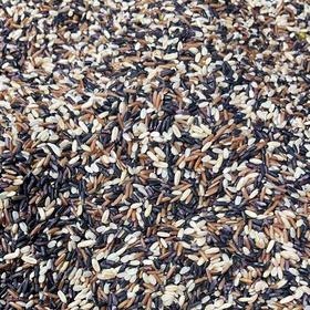 散称梦思香五色糙米约500g/份