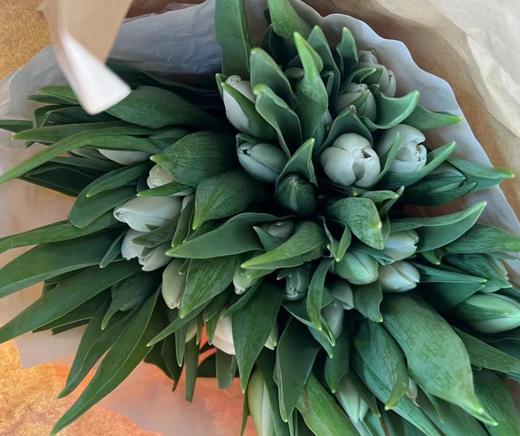 郁金香.白色（银元） 商品图1