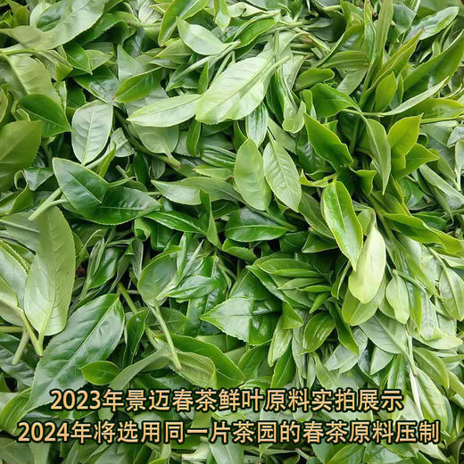 2024春茶-古500系列-景迈头波早春珍藏普洱生茶饼357克/饼（买7送1） 商品图3