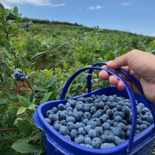 #顺丰空运# 国产云南高原湖畔 精品纯甜蓝莓 绿色原生态颗颗饱满 粒粒爆甜 新鲜水果 商品图2