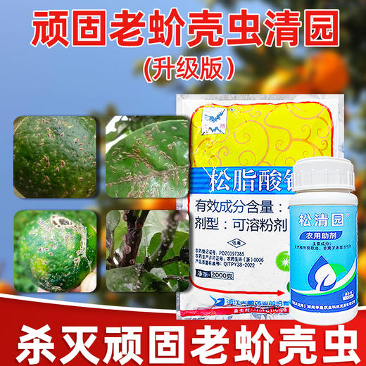 介壳虫清园专杀大鹏松脂酸钠松清园果树柑橘杨梅介壳虫矢尖蚧粉蚧 商品图1