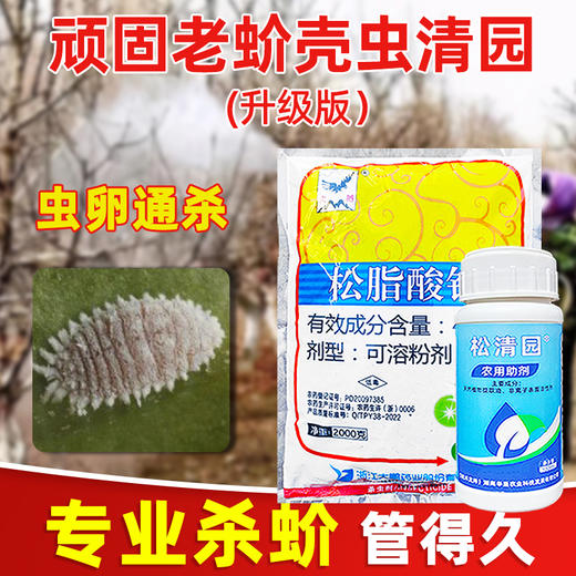 介壳虫清园专杀大鹏松脂酸钠松清园果树柑橘杨梅介壳虫矢尖蚧粉蚧 商品图3