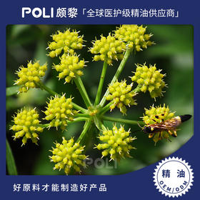 法国进口圆叶当归根精油原料进口圆叶当归根精精油颇黎法国进口精油