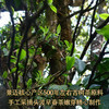 2024春茶-古500系列-景迈头波早春珍藏普洱生茶饼357克/饼（买7送1） 商品缩略图2