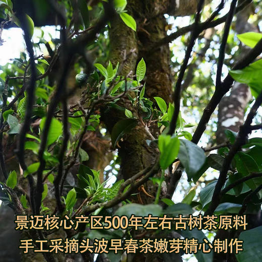 2024春茶-古500系列-景迈头波早春珍藏普洱生茶饼357克/饼（买7送1） 商品图2