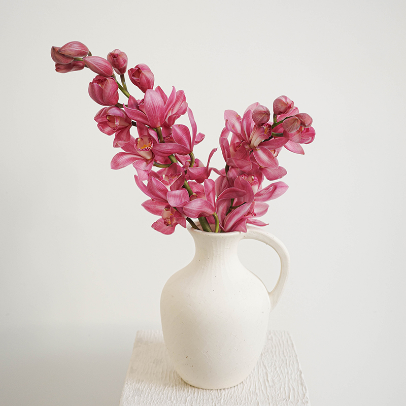 大花惠兰 Cymbidium（全国配送）