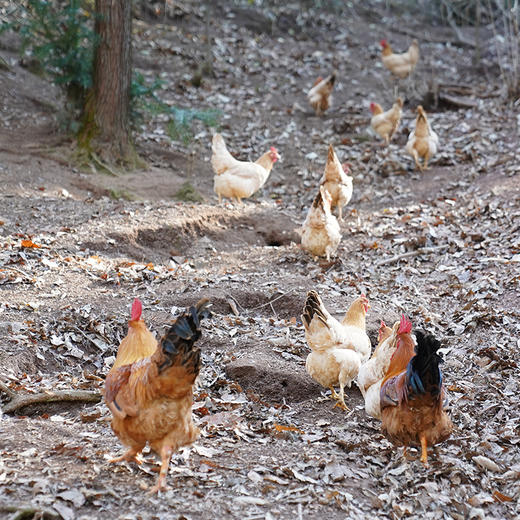 千岛湖山货大礼包 绿色家乡味 搞定一桌年夜饭 商品图7