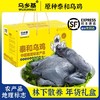 【泰和原种乌鸡】乌乡基泰和原种乌鸡  林下散养  滋补佳禽 日龄200天/400天 整只 商品缩略图3