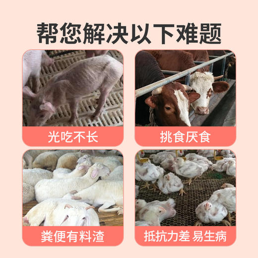 【社群专享】华畜山楂酵母益生菌开胃益生菌兽用瘤胃宝猪牛羊反刍动物开胃健胃 商品图1