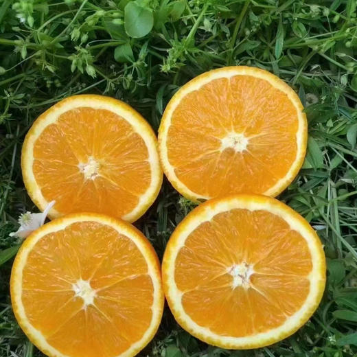 赣南脐橙 商品图3