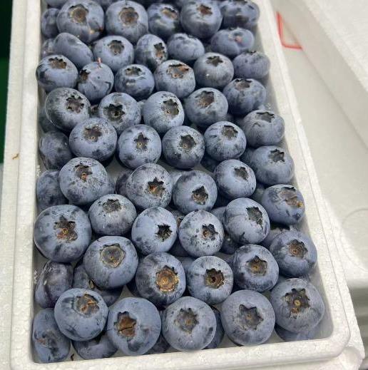 【满150元全疆包邮】花香蓝莓（500g） 商品图0