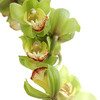 大花惠兰 Cymbidium（全国配送） 商品缩略图4