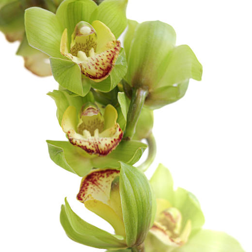 大花惠兰 Cymbidium（全国配送） 商品图4
