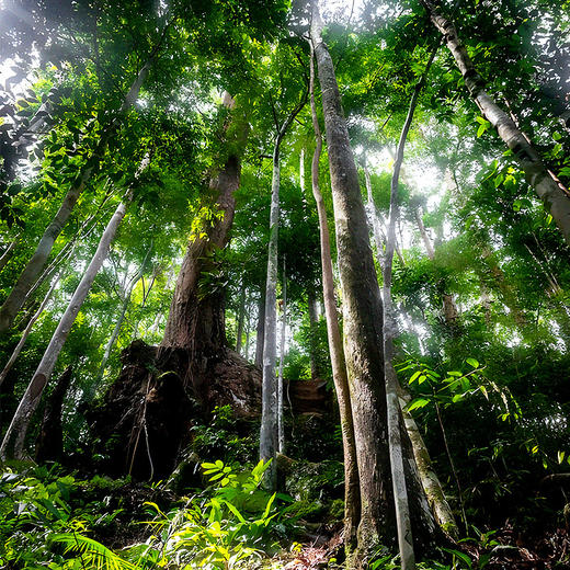 【八爷茶山箐】2023年头春云南普洱茶区普洱茶生茶饼357克/饼 拍5发6  拍20发25 商品图7