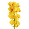 大花惠兰 Cymbidium（全国配送） 商品缩略图8