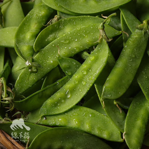 生态荷兰豆 | 绿家自产 * Eco-snow pea | Self-production 商品图0