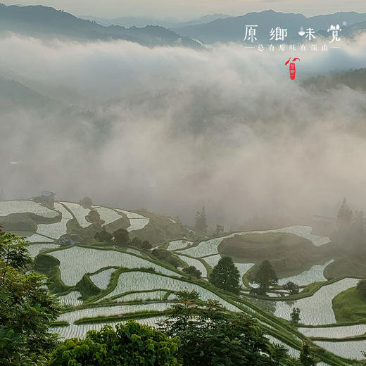 生态粗粮糍粑（基地直发-顺丰包邮）| 2斤装/5斤装，来自贵州黎平，生产者：陈希、杨邦荣【合作生产，公平贸易】 商品图6