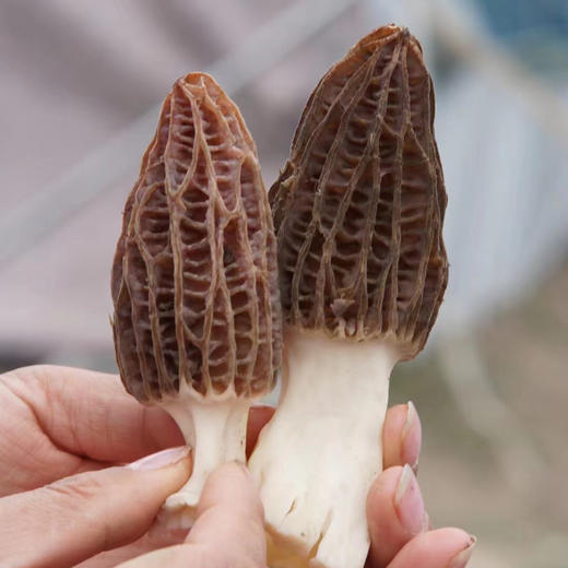 当季|云南丽江高原海拔仿野生新鲜羊肚菌  特级精品 现摘现发 商品图1