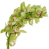 大花惠兰 Cymbidium（全国配送） 商品缩略图3