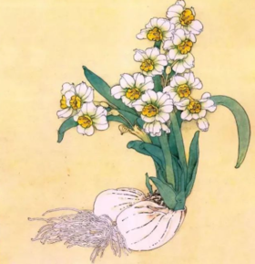  【国画教程】手把手教画水仙 