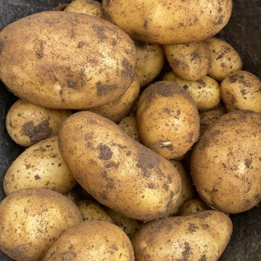 安顺普定【黄心洋芋】5斤装 现挖现发新鲜洋芋  全国包邮（五区不发货） 商品图0