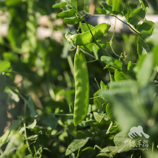 生态荷兰豆 | 绿家自产 * Eco-snow pea | Self-production 商品图2