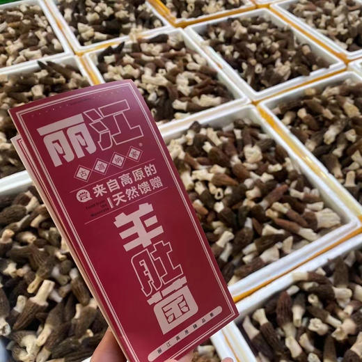当季|云南丽江高原海拔仿野生新鲜羊肚菌  特级精品 现摘现发 商品图4